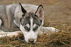 Sibirien Husky