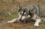 Sibirien Husky