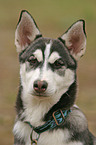 Sibirien Husky