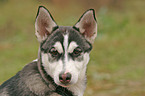 Sibirien Husky