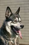 Siberian Husky Portrait