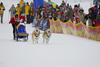 dog sledding