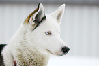 Siberian Husky Portrait