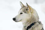 Siberian Husky Portrait