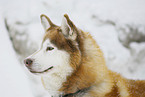 Siberian Husky Portrait