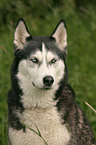 Siberian Husky