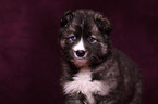 Siberian Husky puppy portrait