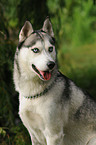 Sibirian Husky Portrait