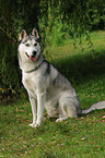 sitting Sibirian Husky