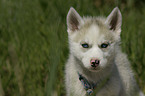 Siberian Husky Puppy