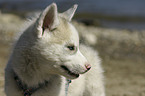 Siberian Husky Puppy