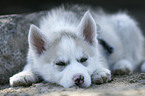 Siberian Husky Puppy