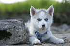 Siberian Husky Puppy