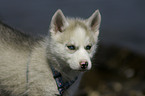 Siberian Husky Puppy