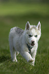 Siberian Husky Puppy