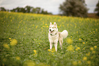 male Husky