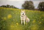 male Husky