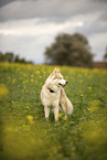 male Husky
