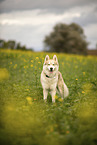 male Husky