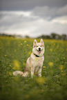 male Husky