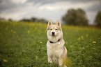 male Husky