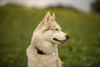 male Husky