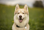 male Husky