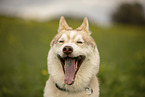 male Husky