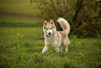 male Husky
