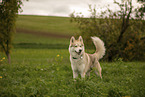 male Husky