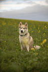 male Husky