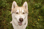 male Husky