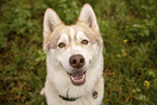 male Husky