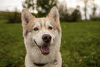 male Husky