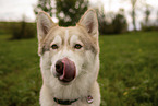 male Husky