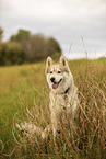 male Husky