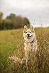 male Husky
