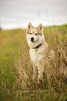 male Husky