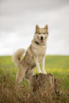 male Husky