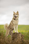 male Husky