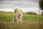 male Husky