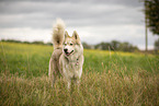 male Husky