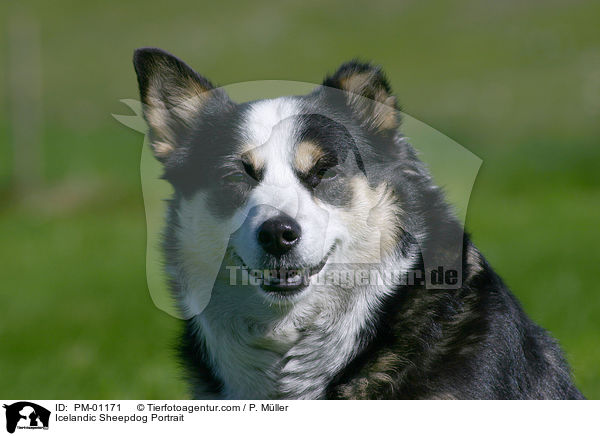 Icelandic Sheepdog Portrait / PM-01171