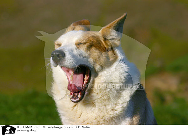 yawning dog / PM-01555