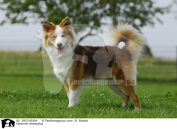 Islandhund / Icelandic sheepdog / SST-05304