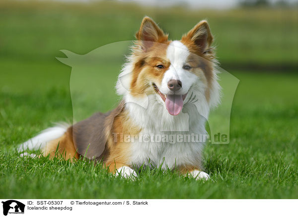 Islandhund / Icelandic sheepdog / SST-05307
