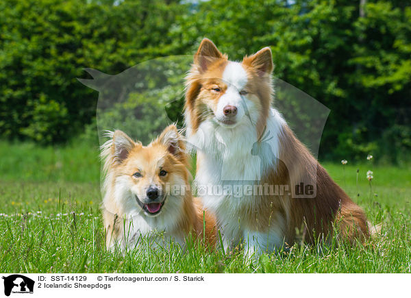 2 Islandhunde / 2 Icelandic Sheepdogs / SST-14129