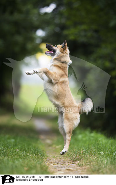 Islandhund / Icelandic Sheepdog / TS-01248