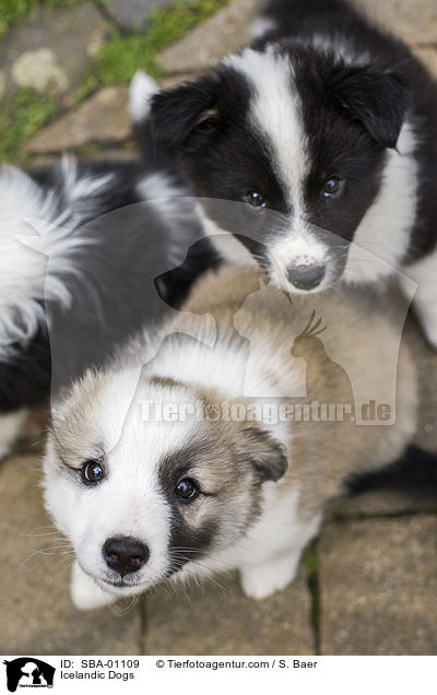 Islandhunde / Icelandic Dogs / SBA-01109