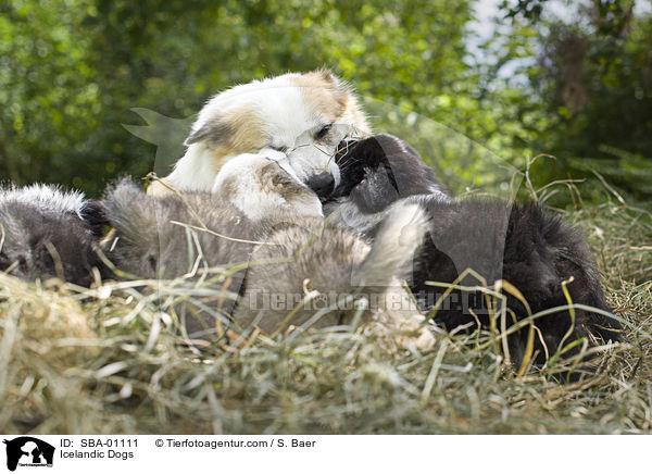 Islandhunde / Icelandic Dogs / SBA-01111